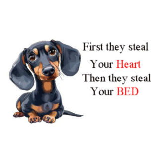 Dachshund First